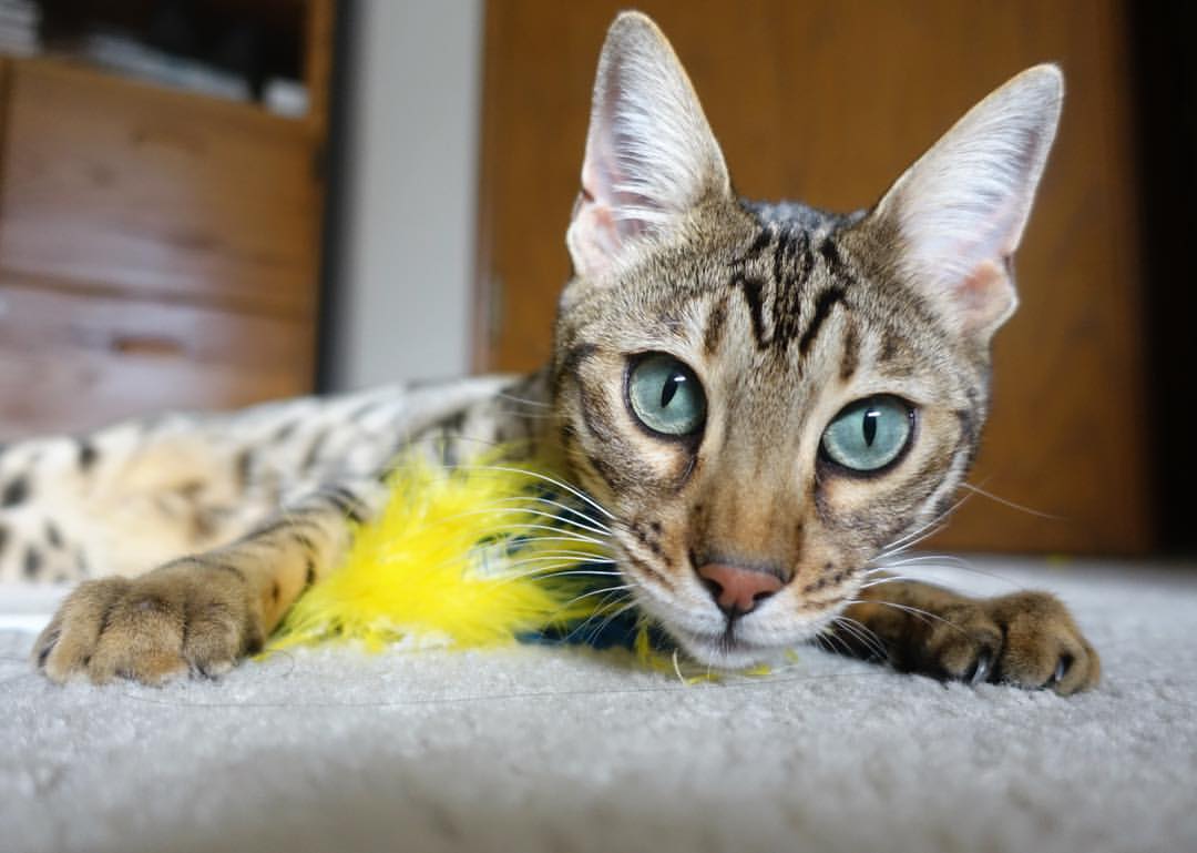 九游网页版官网-_极限滑板竞速：城市街头的速度狂欢_，极限滑板车百科